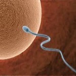 sperm-1-150x150
