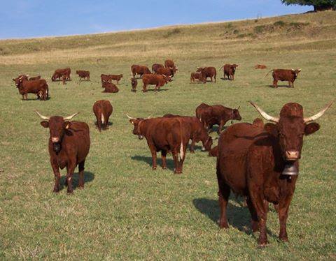 10592907_10204224390674779_6928058423075835994_n