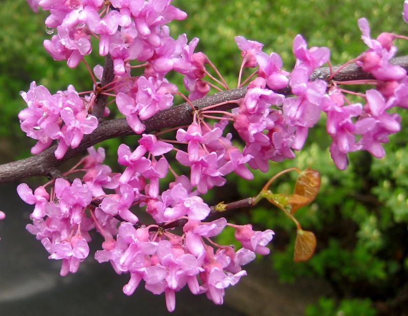 erguvan_agaci_fotograf_1_zpsaa178574