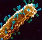 bakteriofaj-150x140