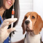 grip-aşısı-köpek-150x150